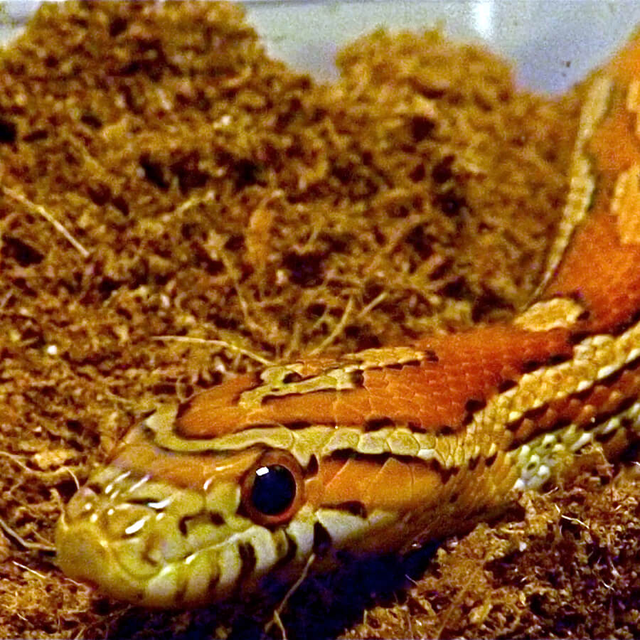A cornsnake, part of the collection of animals at Wonderlab