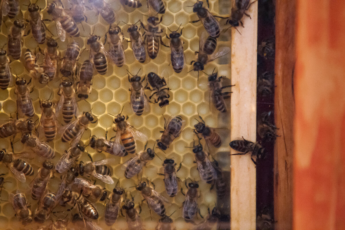 Bees on honeycomb, one of Wonderlab's animal exhibits
