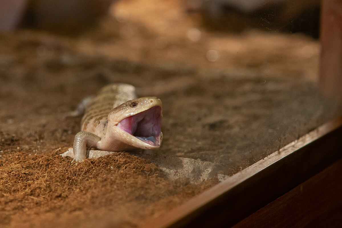 A blue-tongued skink with it's mouth open, one of the Wonderlab animal exhibits