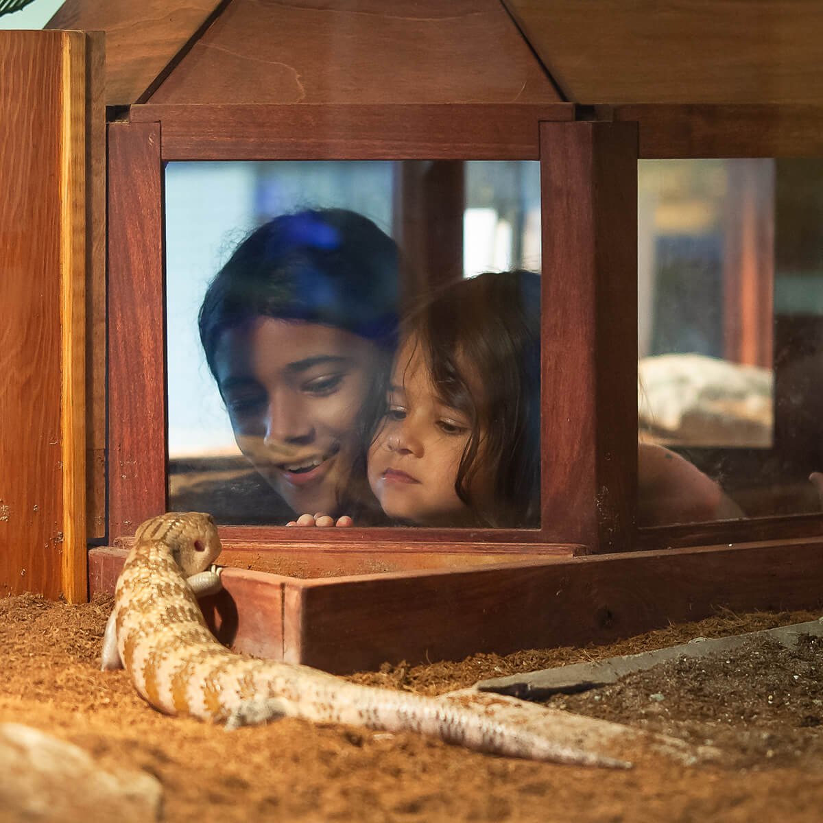 Two children are in a viewing box, closely observing one of the Wonderlab animal exhibits.