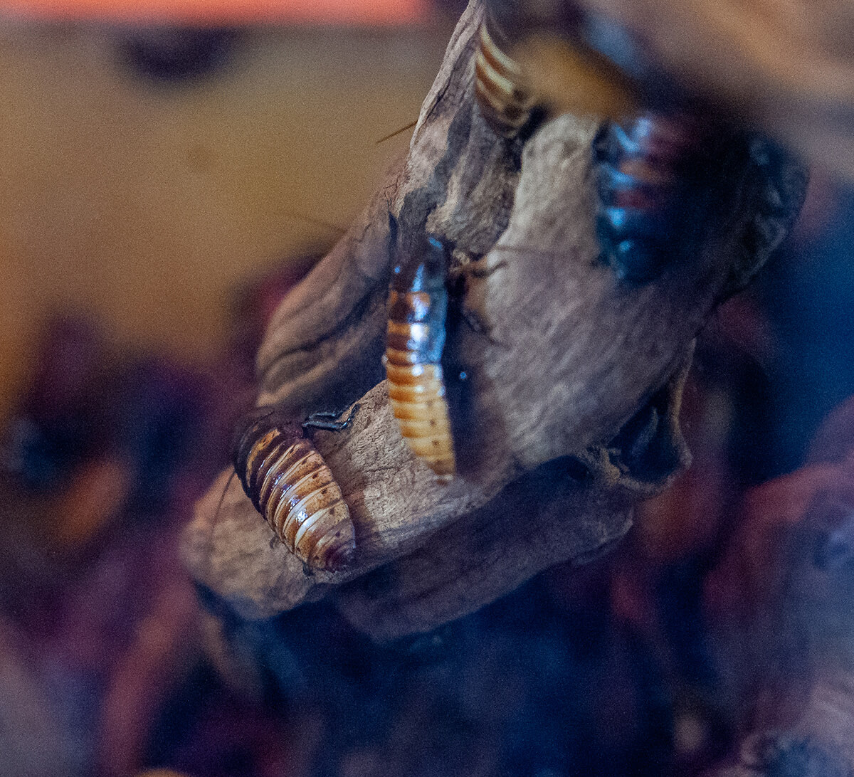 Madagascar hissing roaches are on a rock at a Wonderlab exhibit.