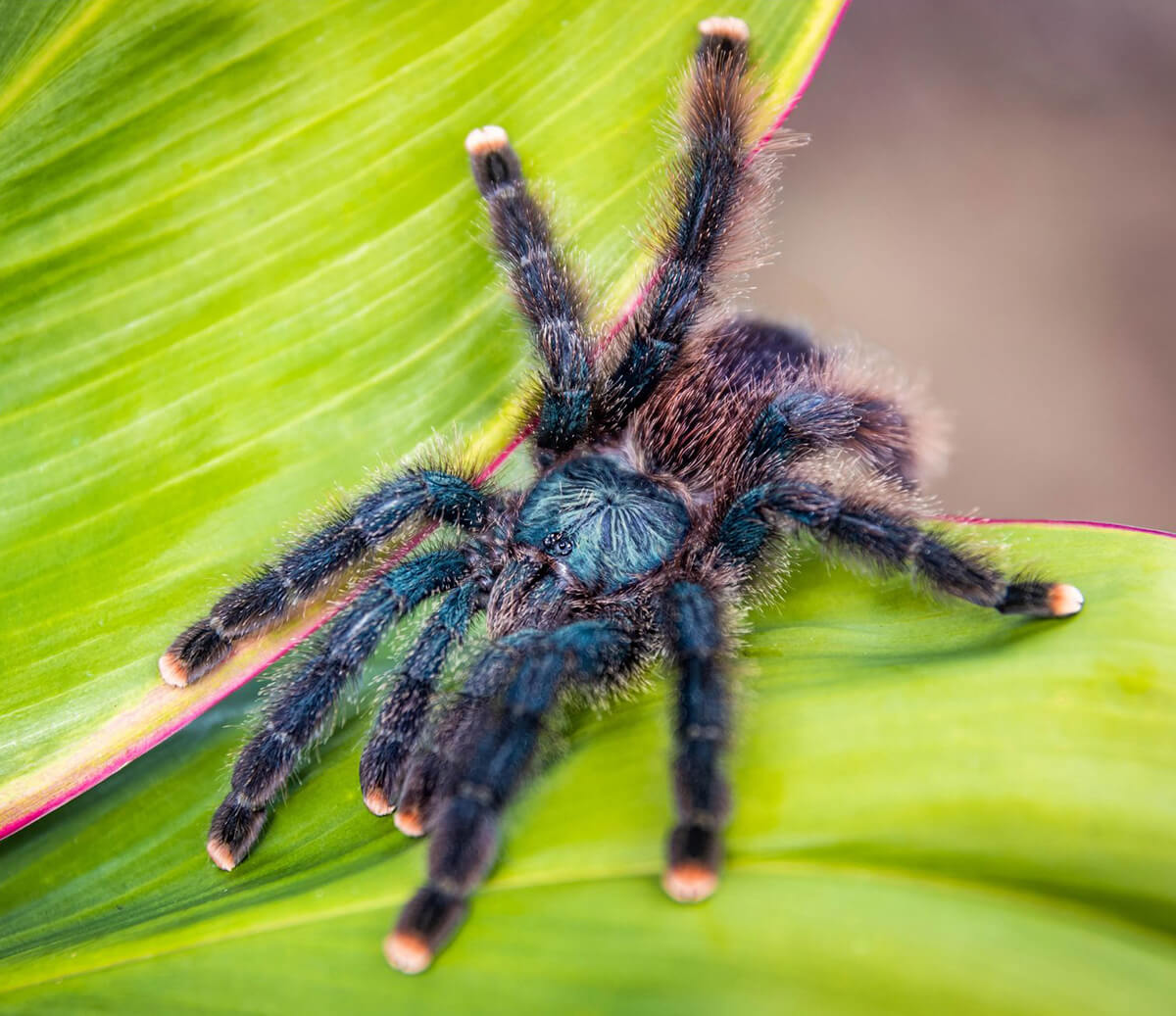 A pink-toed tarantula on two leaves, one of Wonderlab's animal exhibits
