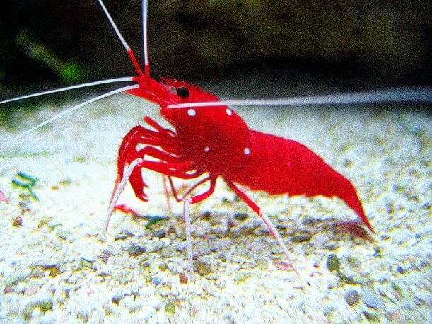 A blood red fire shrimp in Wonderlab exhibit