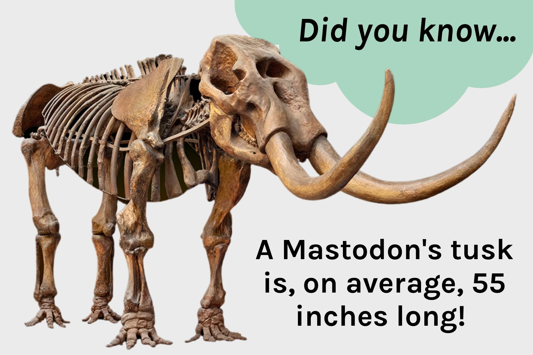 Indiana's State Fossil: The American Mastodon - WonderLab