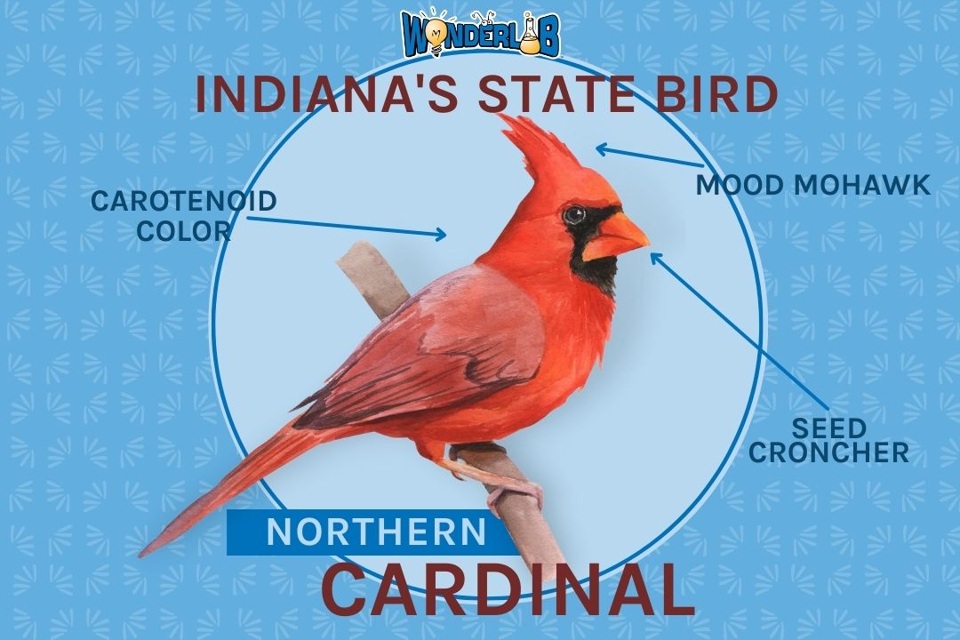 Indiana's State Bird: The Northern Cardinal - WonderLab