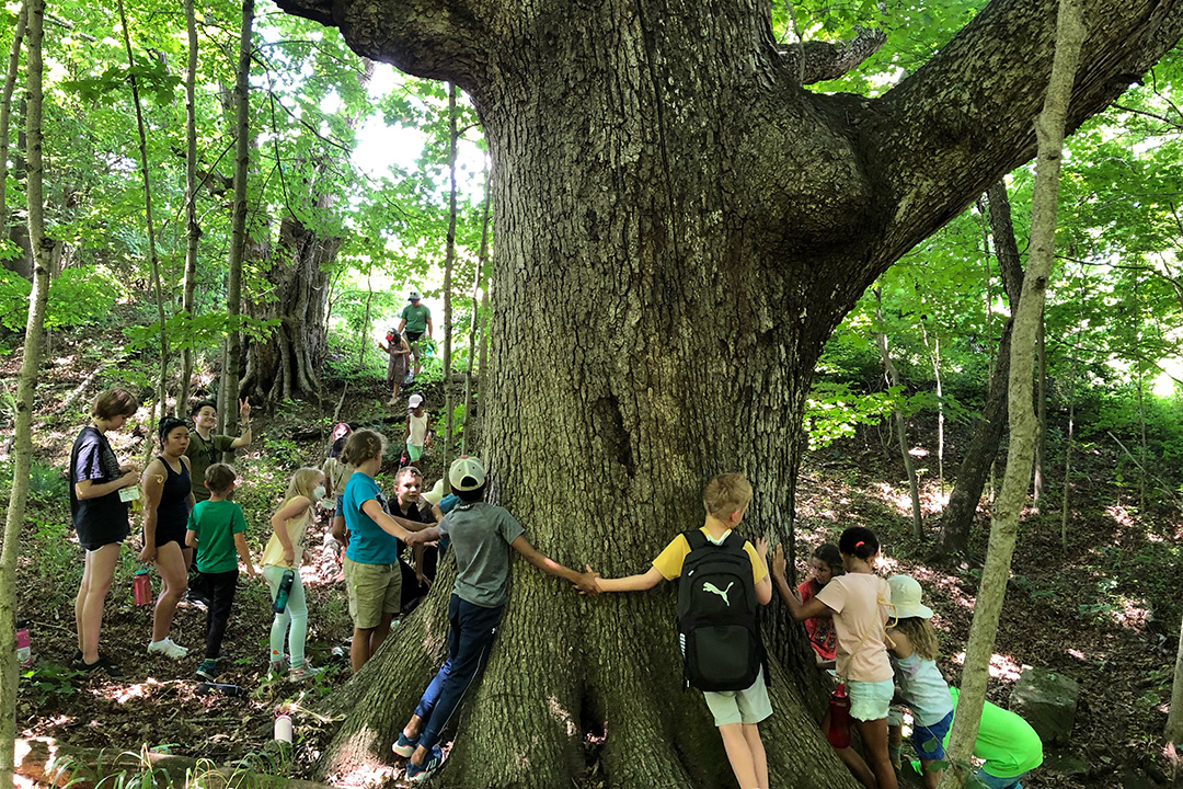 Lots of kids put their arms around a large tree trunk during summer camp in Bloomington