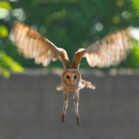 A North America Barn Owl in flight with wings and legs extended. The long legs have dangerously sharp talons.