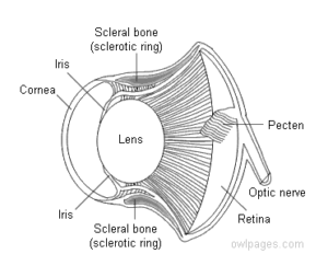 Diagram of owl eyeball with parts labeled to show location of each part. Parts include: cornea, Iris, Scleral bone (sclerotic ring), Lens, Pecten, Optic nerve, and Retina.