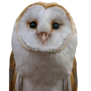 A north American barn owl has a concave ring of feathers outlining its face, referred to as a facial disc.