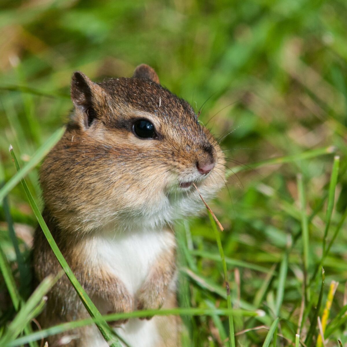 Picture of chipmunk standing alert with cheek pouches.