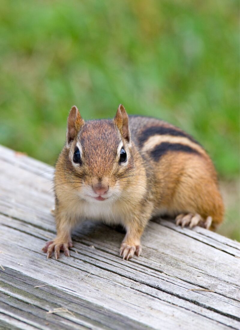Picture of chipmunk standing on wood.