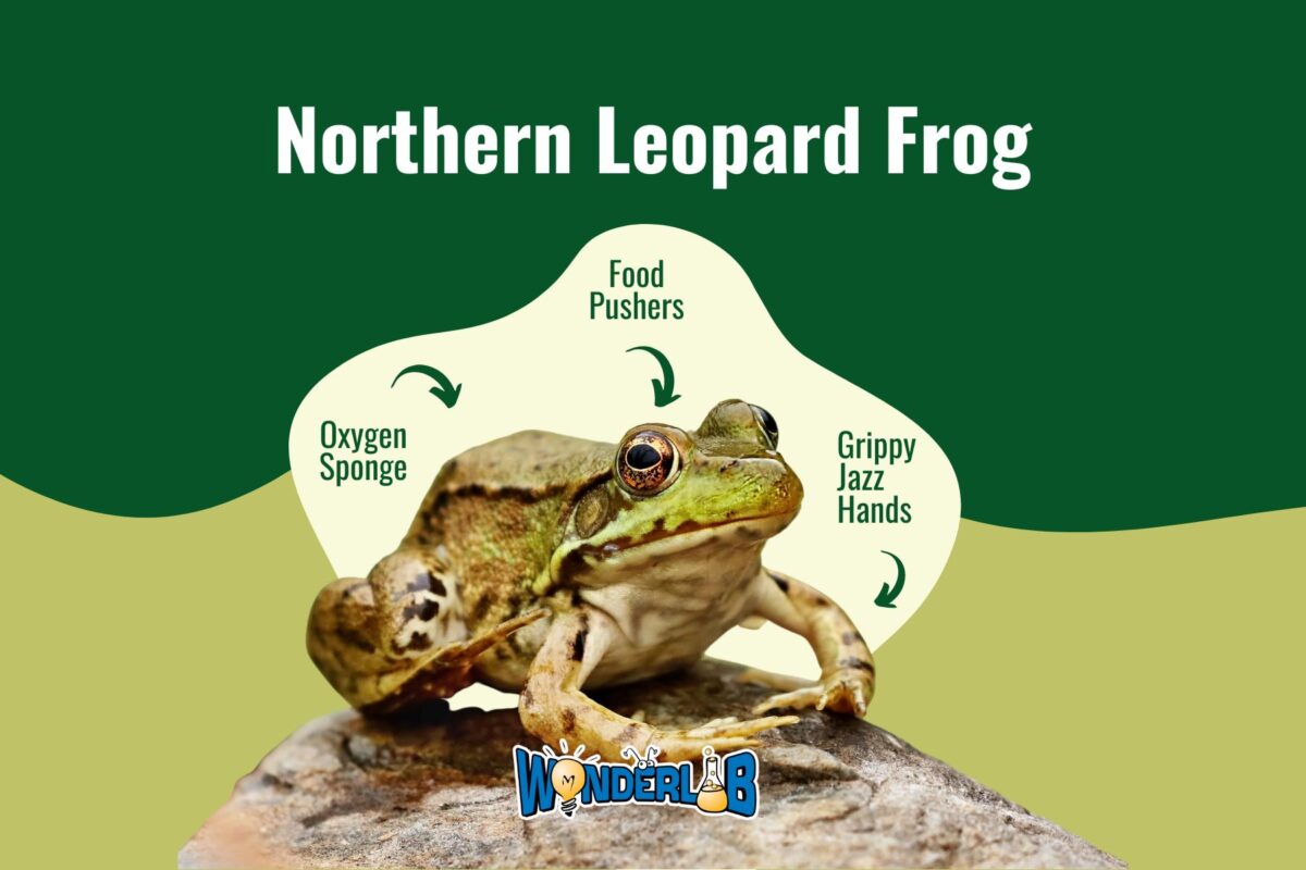 Northern Leopard Frog WonderLab