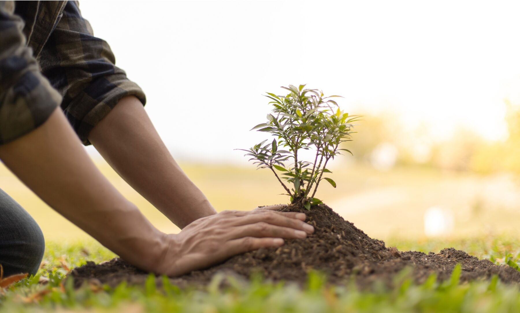 Image of planting a tree