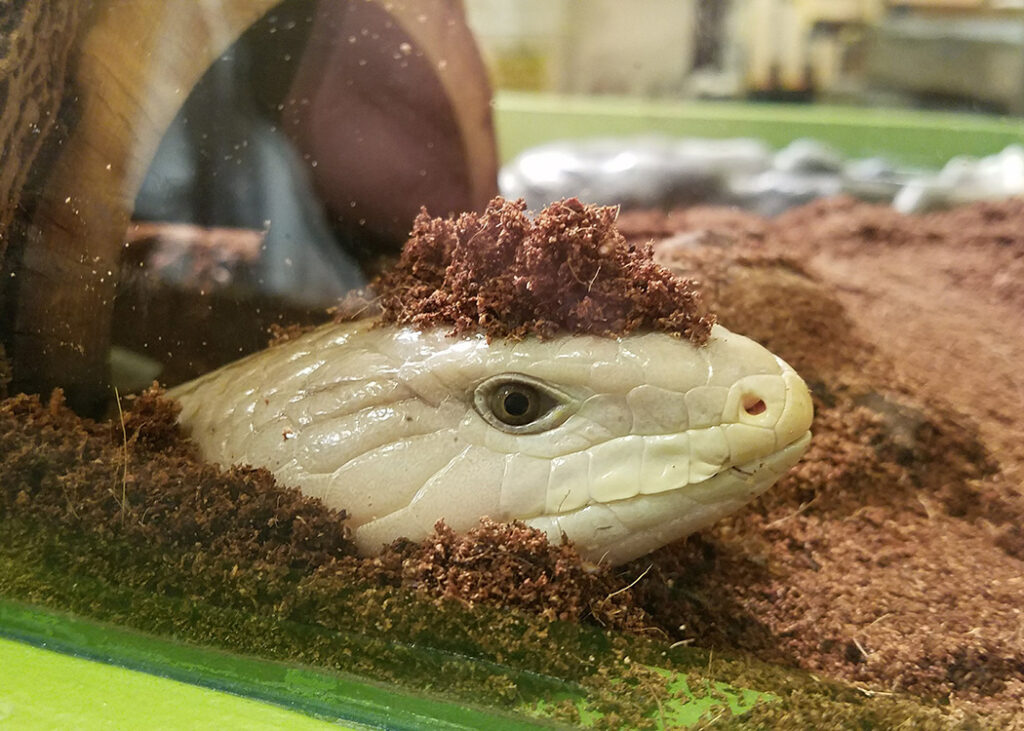 Blue tongued skink lizard pokes his head out of the ground. 