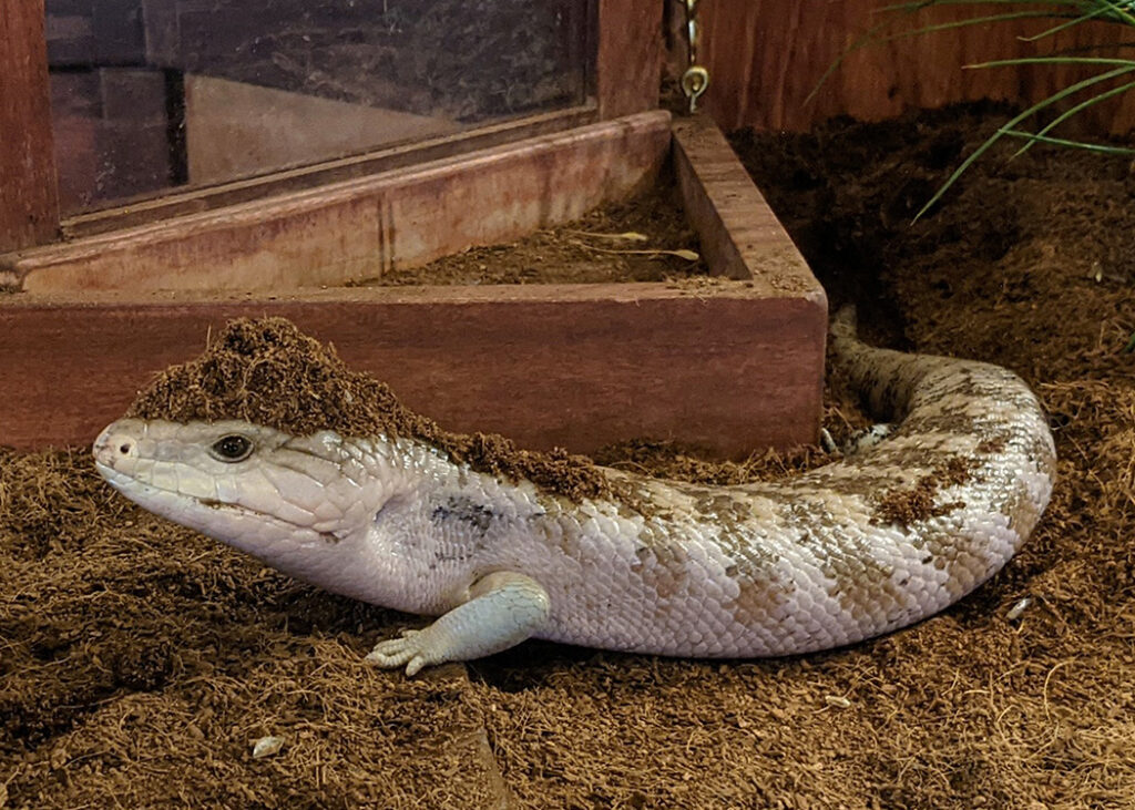 Mooch, a blue tongued skink covered in substrate, crawling through his habitat at WonderLab. . 